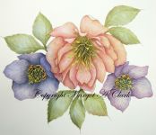 Hellebores Tutorial